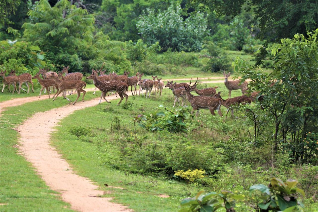 Yala Safari River View Hotel Tissamaharama Exterior foto